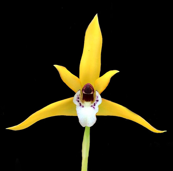 洋蘭 原種 Maxillaria mortor orenge type これ咲かせたらかなり迫力スゲー！ Maxillaria tenuifolia - Coconut Orchid | Fragrant Epiphytic Orchid