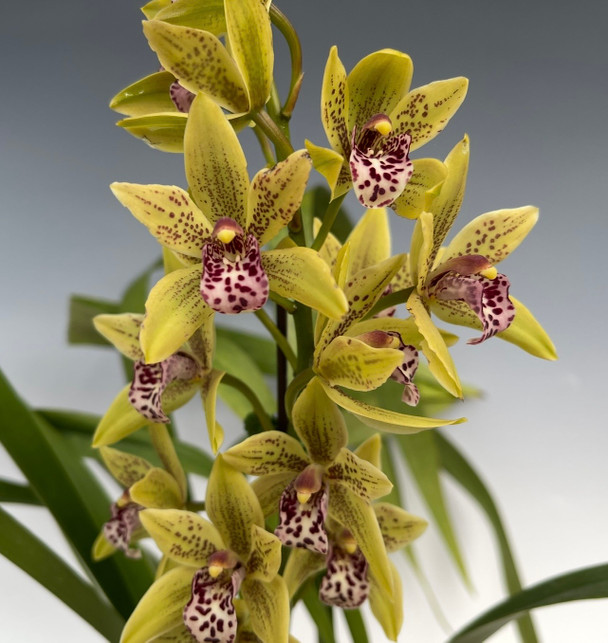Clowesia Rebecca Northen 'Mikabi' (Grace Dunn x rosea) - OrchidWeb