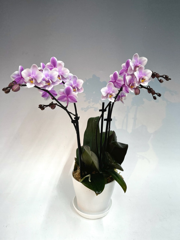 82cb7490-3d98-4f4a-bd32-45bd5f017de1