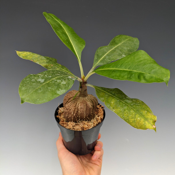 Myrmecodia tuberosa (ant plant) - OrchidWeb