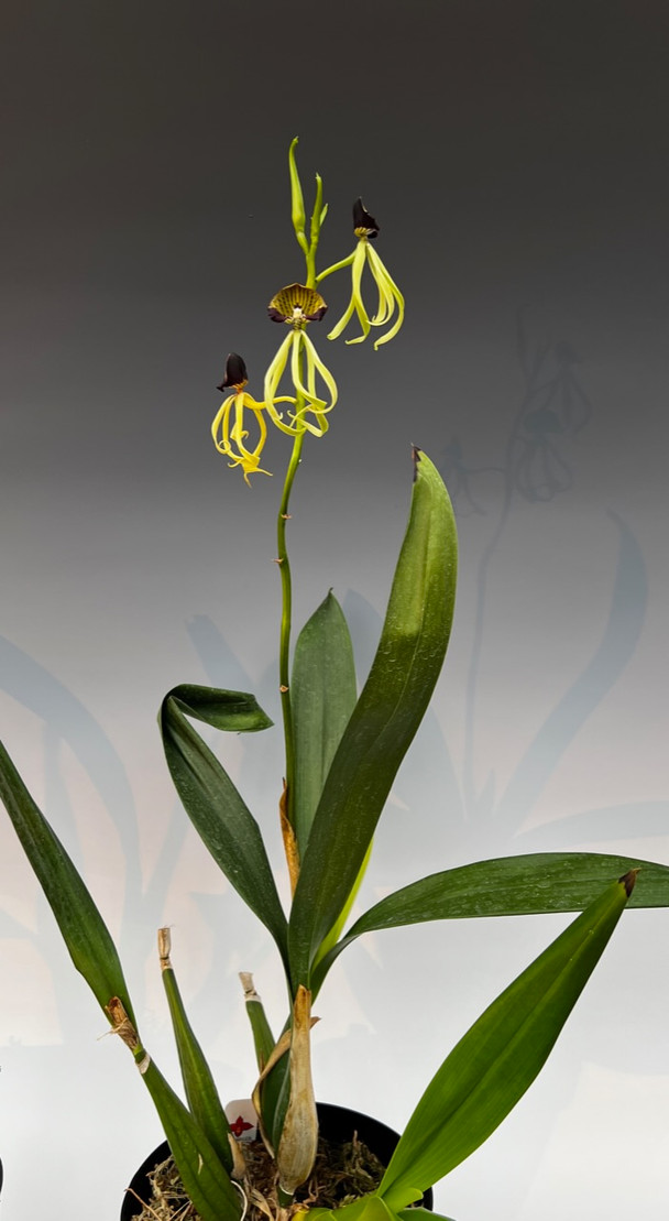 Prosthechea cochleata 'Octopus's Garden' - Collection Plant