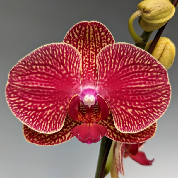 8a2164e3-ab2d-4010-80b5-c37895433844