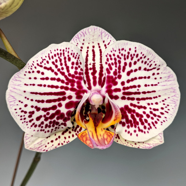 c0e62a9c-8311-464e-972f-d343914c0bf4