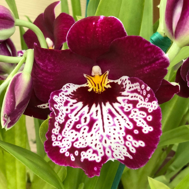 Miltoniopsis Maui Pearl 'Red Hot' (Nicholas Yuen x Pearl Ono