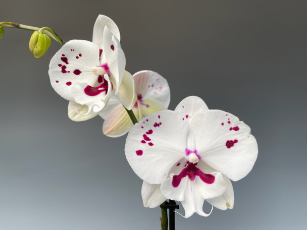 b2fa49dc-7555-4677-a321-6460d9c92a24