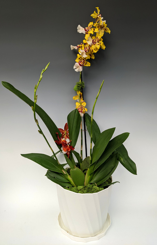 Oncidium Double Arrangement (Oncostele Hilo Firecracker 'New Year