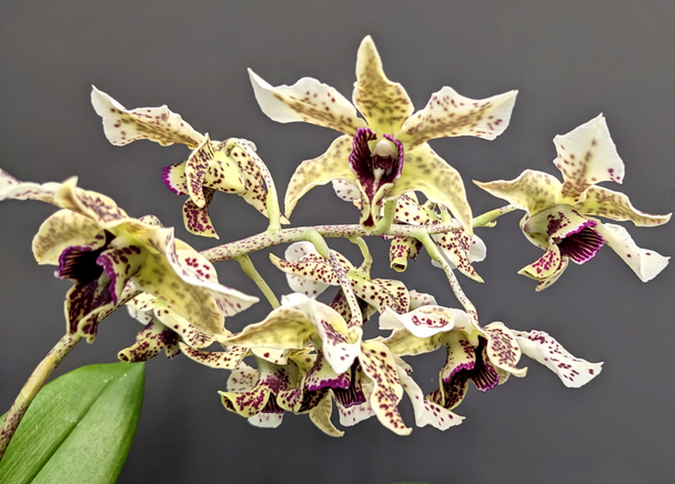   orchid variant H3906 トリオ！ Dendrobium Spotted Poni (Roy Tokunaga x Little Atro) - OrchidWeb
