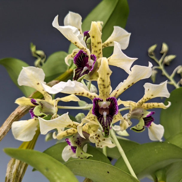 e8519e65-93c8-4eaf-b096-6affb01f28ff