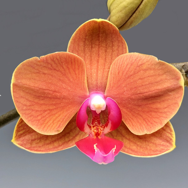 cc217ccb-3395-41ac-a002-0a1ff8721fe2