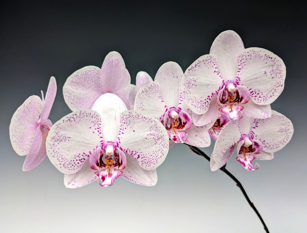 Phal. Winter Wedderburn 'Queen of Hearts' (Taisuco Twinkle x