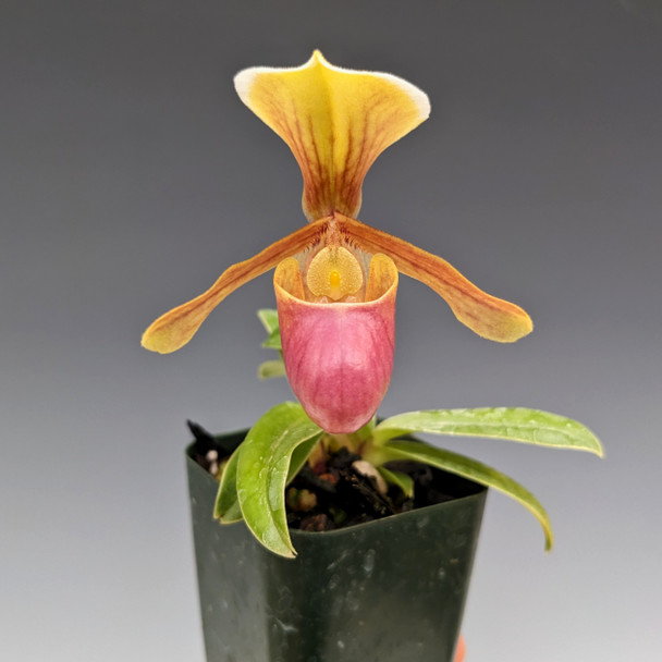 35958489-6400-4e2a-8025-d03120cf3f10