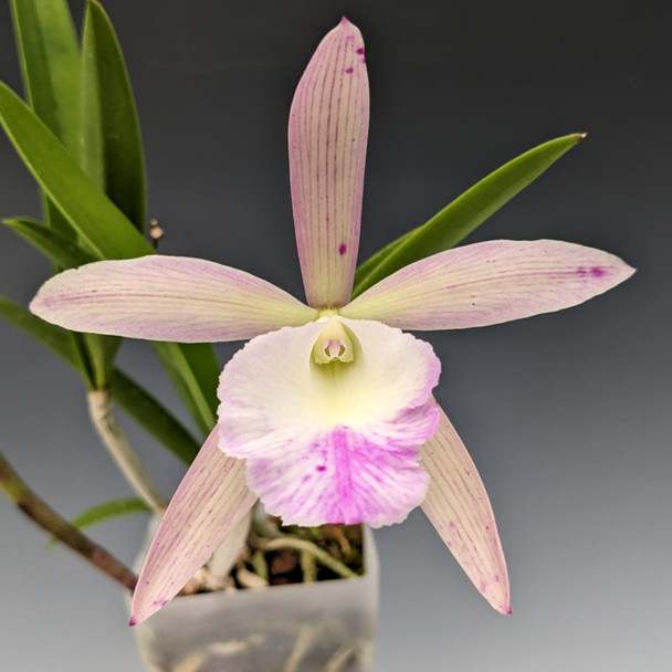 Brassocattleya Walter August (Cattleya Summer Spot x Brassavola