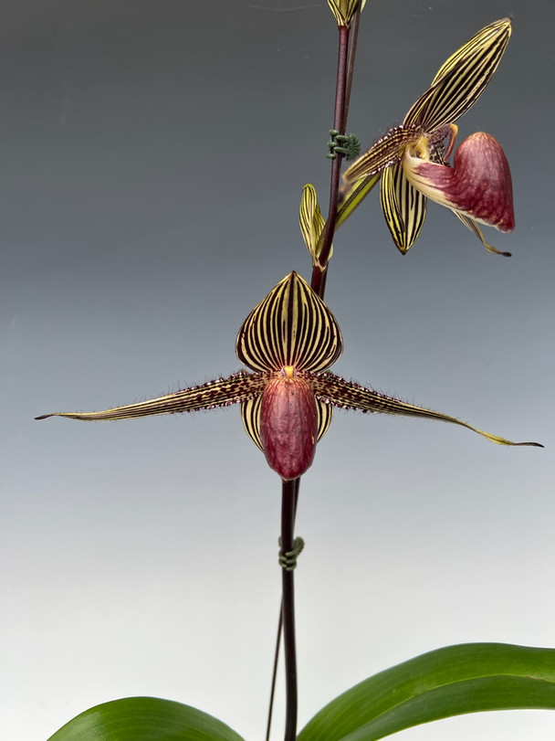 1b910552-bf78-43b3-ace9-ee81b41a9c55