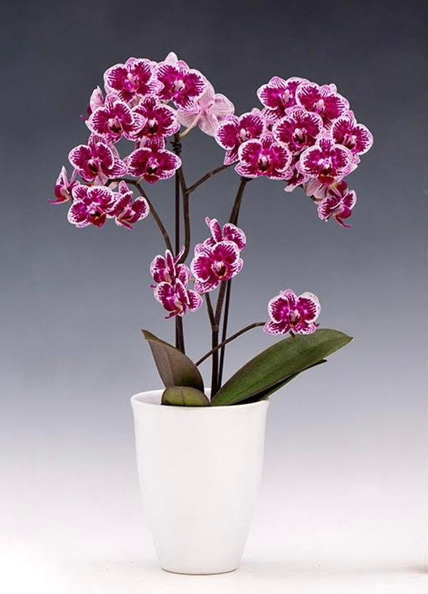 Happy pureローズ^ - ^ Phal. Younghome Summer (Chia E Yenlin x Formosa Cranberry