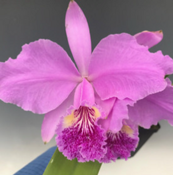 ad1fa01e-ad52-4219-927b-1260127fbc0b