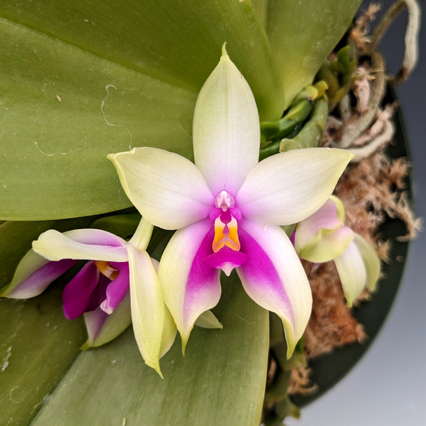 deabd03c-6f0e-4c7d-8d28-558c4eed5a04