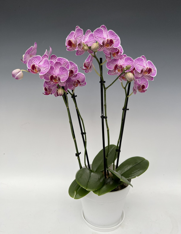 b2672a21-ef5b-458b-9a4b-4f10266cab50