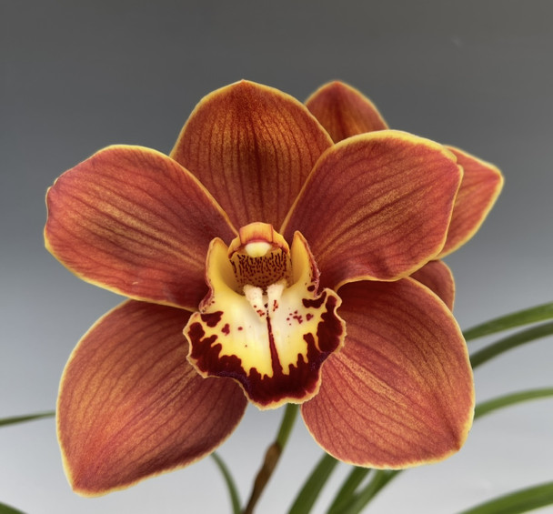 Phcal. Centauri (Cal. vestita x Phaius tankervilleae) - OrchidWeb