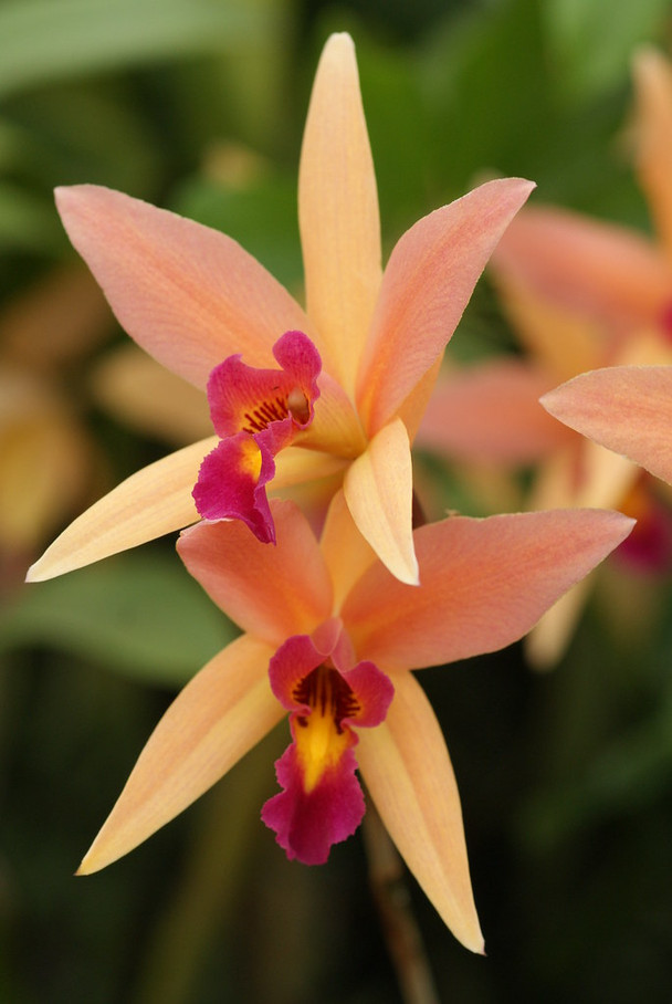 Lc. Santa Barbara Sunset 'Showtime' HCC/AOS (L. anceps x C