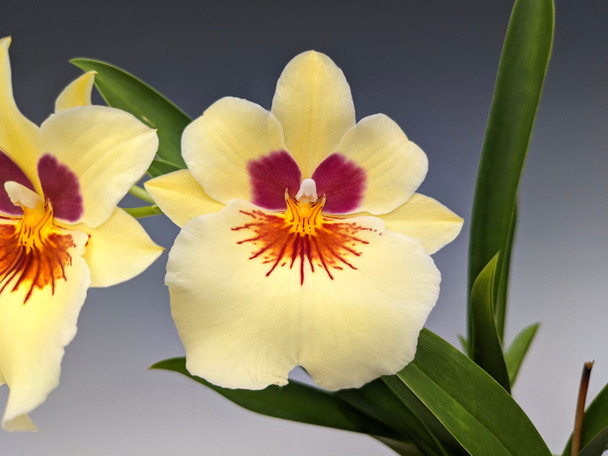 Miltoniopsis Lemon Drop 'Glow Worm' (Lila Fearneyhough x Maui