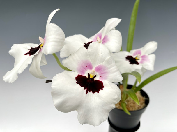 Mtps. Lillian Nakamoto 'Tanto' - OrchidWeb