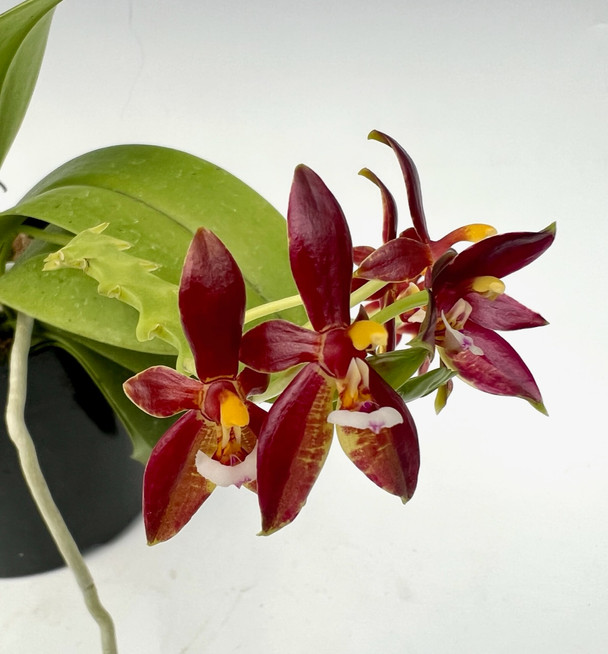 44561dac-a1cf-48f0-b443-b391a58e3377