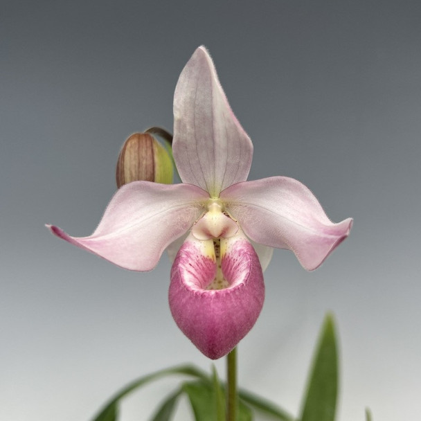 36892492-a30e-480f-a919-f415b280ae78