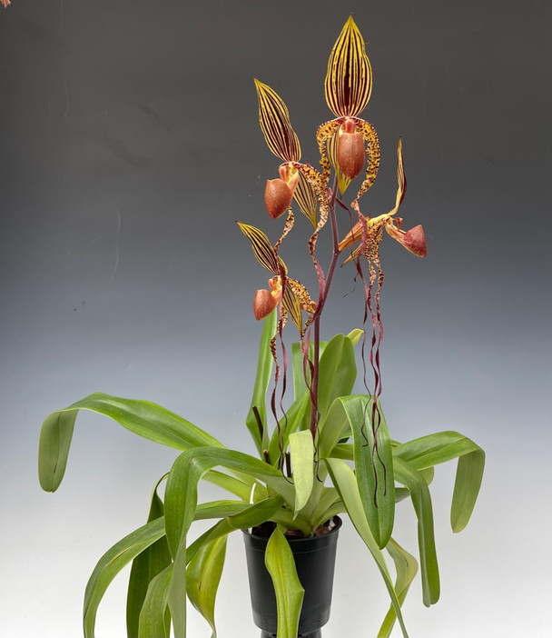 Paph. Gorgon (Shin-Yi Williams x sanderianum) - OrchidWeb
