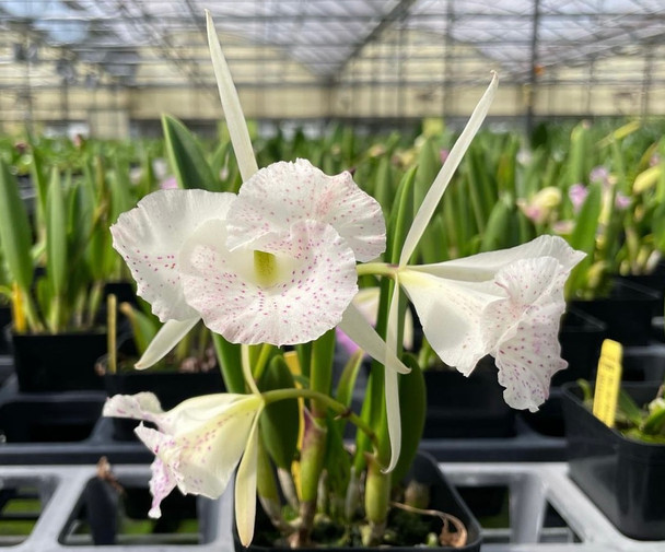 Bc. Air Mososa 'Mickey Mouse' (Moscombe x nodosa) - OrchidWeb