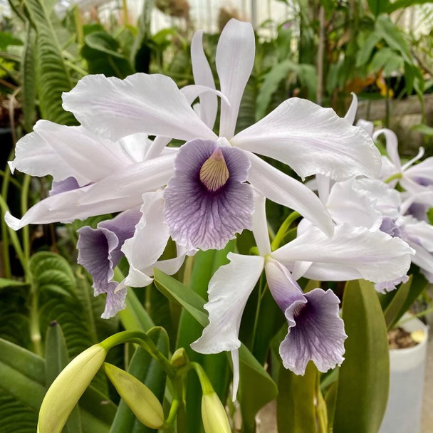 Laelia purpurata werkhauseri var. striata ('#1' x '8 Ball