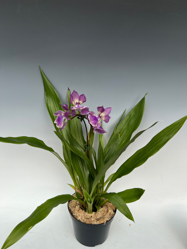 Zns. Murasakikomachi x Zygo. Debbie De Mello 'Honolulu Baby