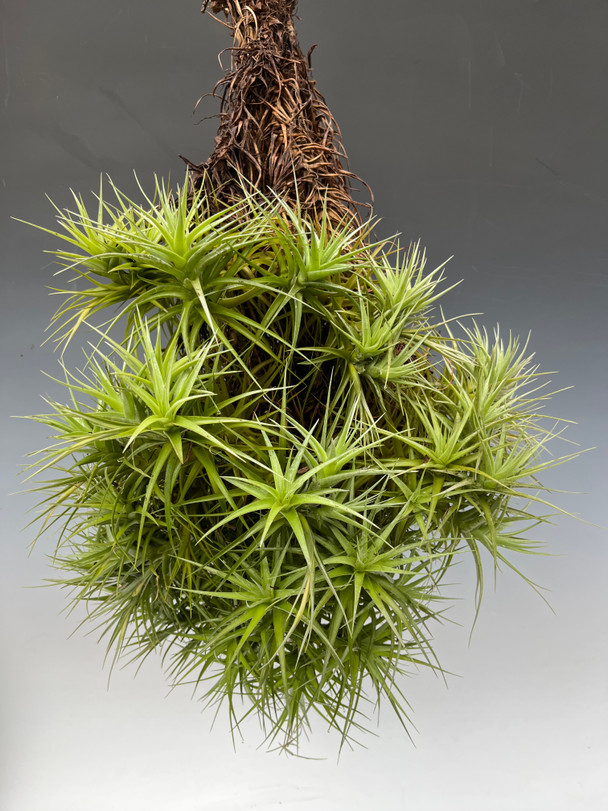 32c2674c-7ee0-46f6-bae5-f4c81477a271