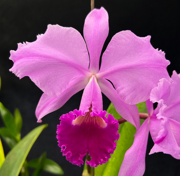 9771c185-d7d2-40f9-8262-337ca5cee381