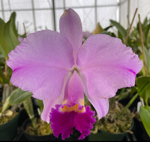 67c2a806-a569-48e2-9b88-a2148be6b457