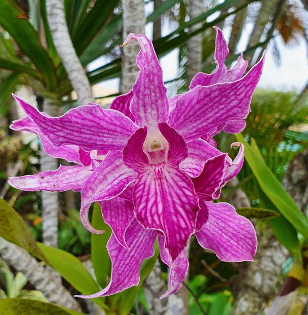 Dendrobium Sherry Abe - (Peter Shen x spectabile) - OrchidWeb