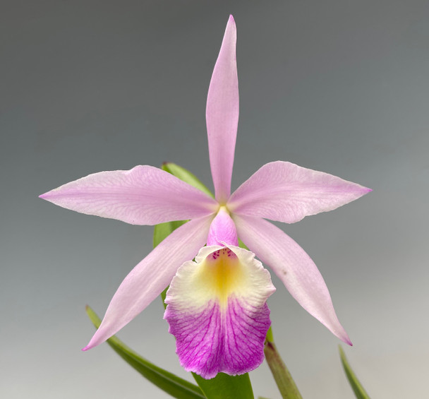 Brassocattleya Aka's Angel [3N] (B. nodosa 'Susan Fuch's