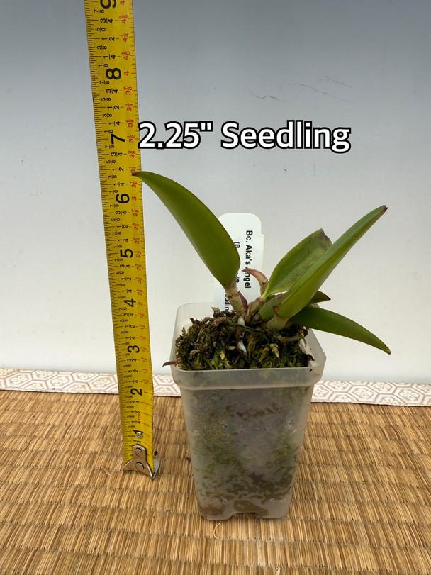 Brassocattleya Aka's Angel [3N] (B. nodosa 'Susan Fuch's' FCC/AOS