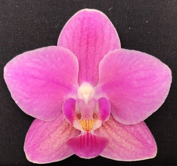 b0adb0e0-86f1-43b0-96c3-7ad4e19e9b6a