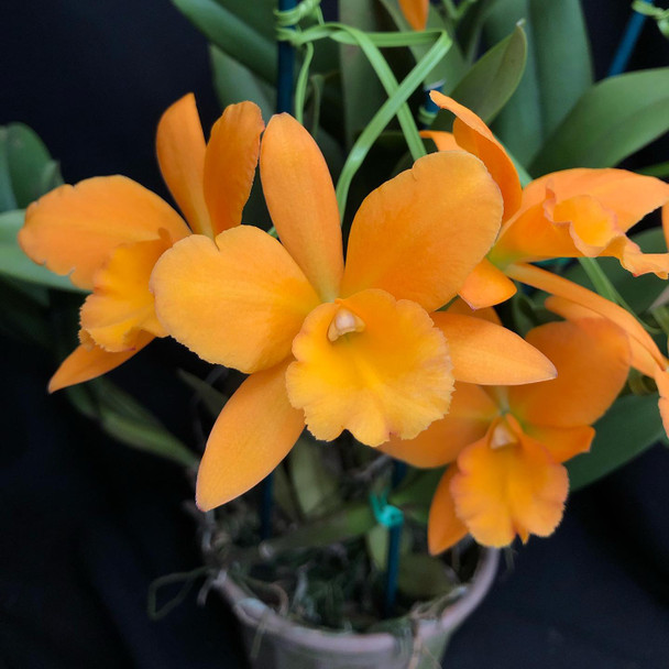 Rhyncattleanthe Jim Krull 'Hunabu' (Cattlianthe Hazel Boyd x