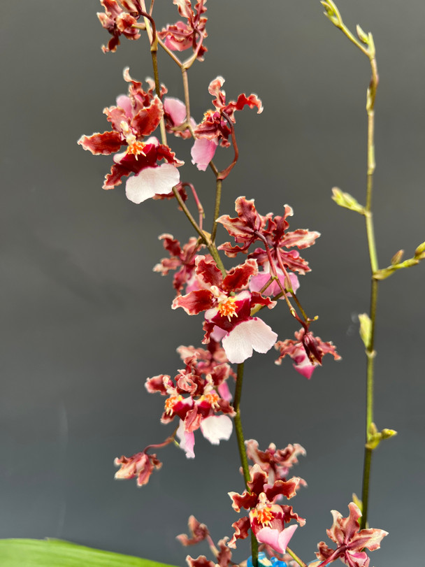 ec547929-63e9-46a3-84c8-45f878fbef2f