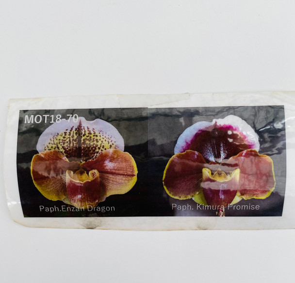 Paph. Enzan Dragon x Kimura Promise - Complex Bulldog - OrchidWeb