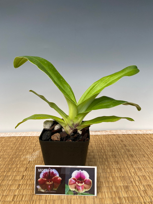 Paph. Paeony 'Mulberry' x Enzan Loving - Complex Bulldog