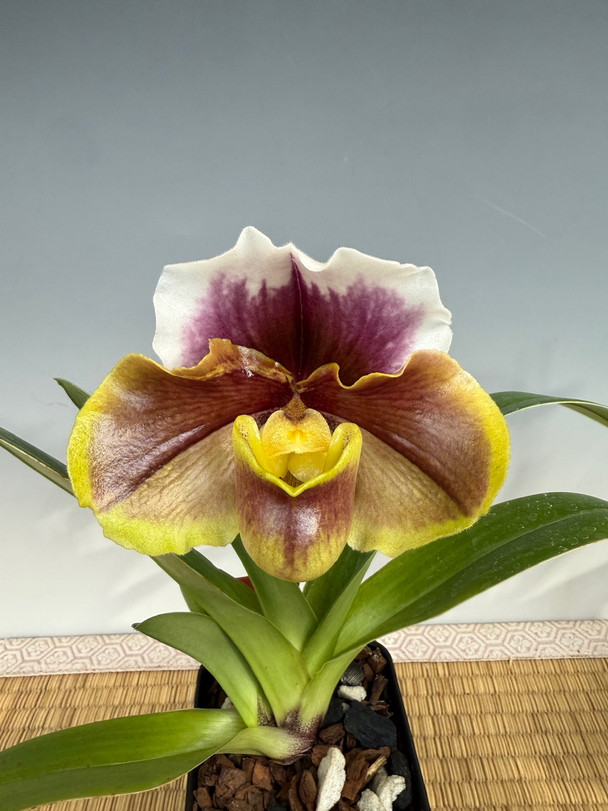 Paph. Enzan Red William - Complex Bulldog (enzan williams x enzan