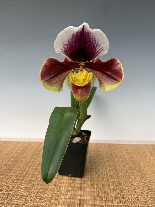 adc90e8a-5f71-4fb9-b4d7-30d4c7f4a20e