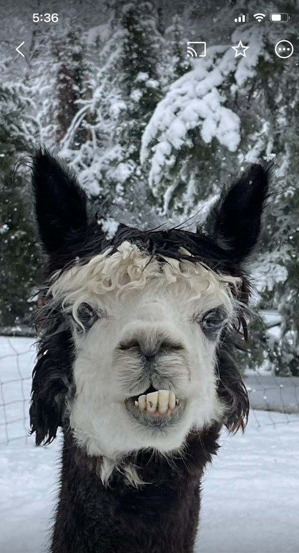 Alpaca Wool - OrchidWeb
