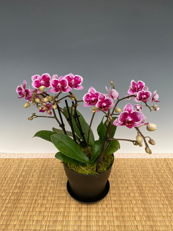 d717bcc9-6117-423e-9ea0-fd666a7afec6