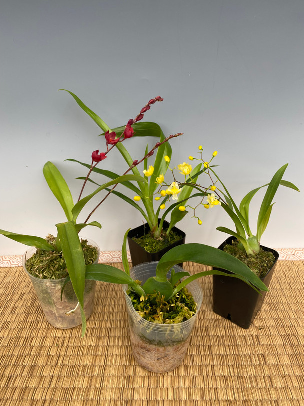 dd577a8e-2aa6-400a-b9b0-99150d8975bb