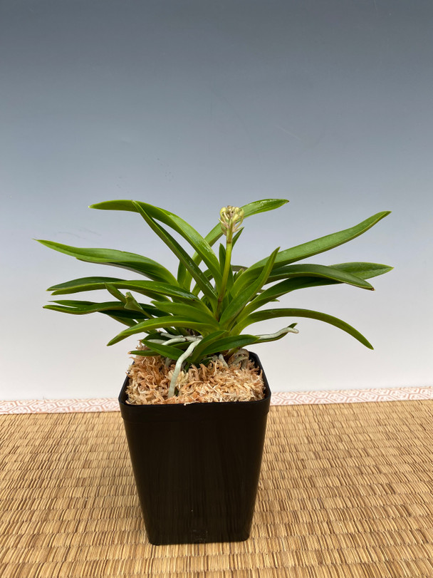 N. falcata 'Nice Spurs' x 'Princess Masako' AM/AOS - Individual N. falcata 'Nice Spurs' x 'Princess Masako' AM/AOS - Individual