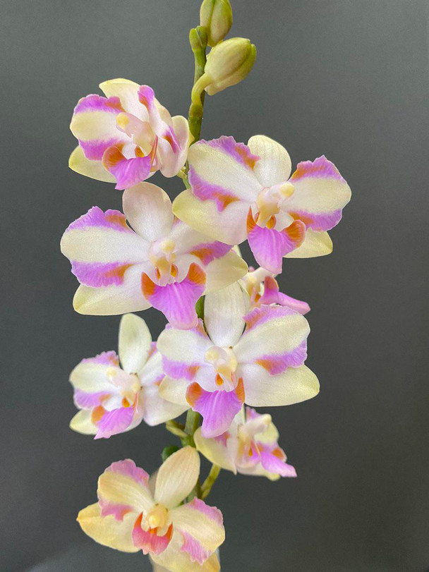 68eb8de4-096c-493a-b2ff-fdf6059abd21