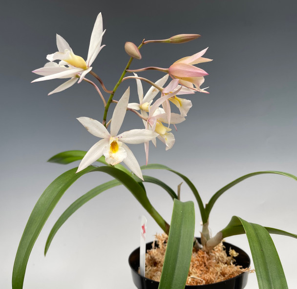 290547a9-a08b-4e44-8aef-d4930c5fb1e8